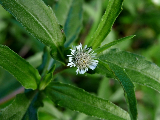 {Eclipta prostrata}